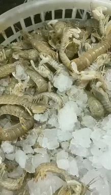 温岭市皮皮虾，虾蛄，虾耙子，虾公驼子，瀨尿虾，东海海鲜