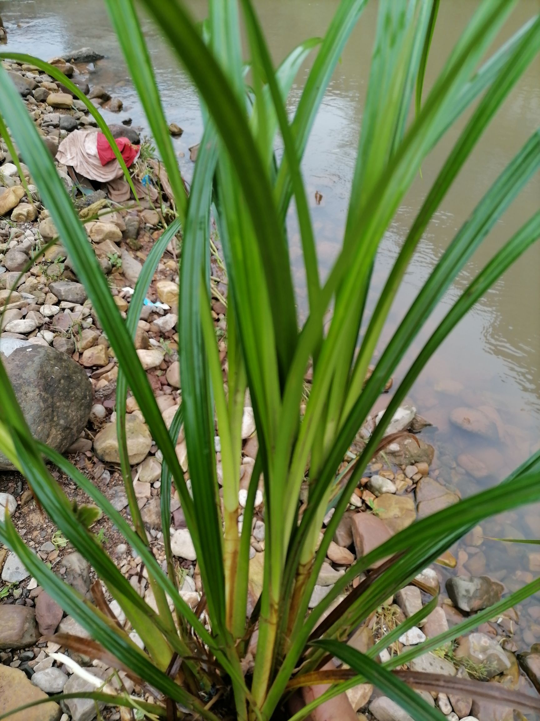 崂峪苔草，绿化用苗，工程用苗