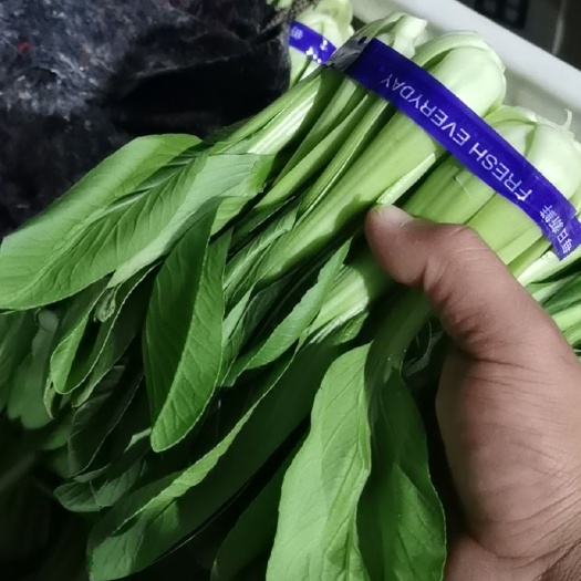 鄄城县 精品上海青，大量上市，价格便宜，支持打冷，