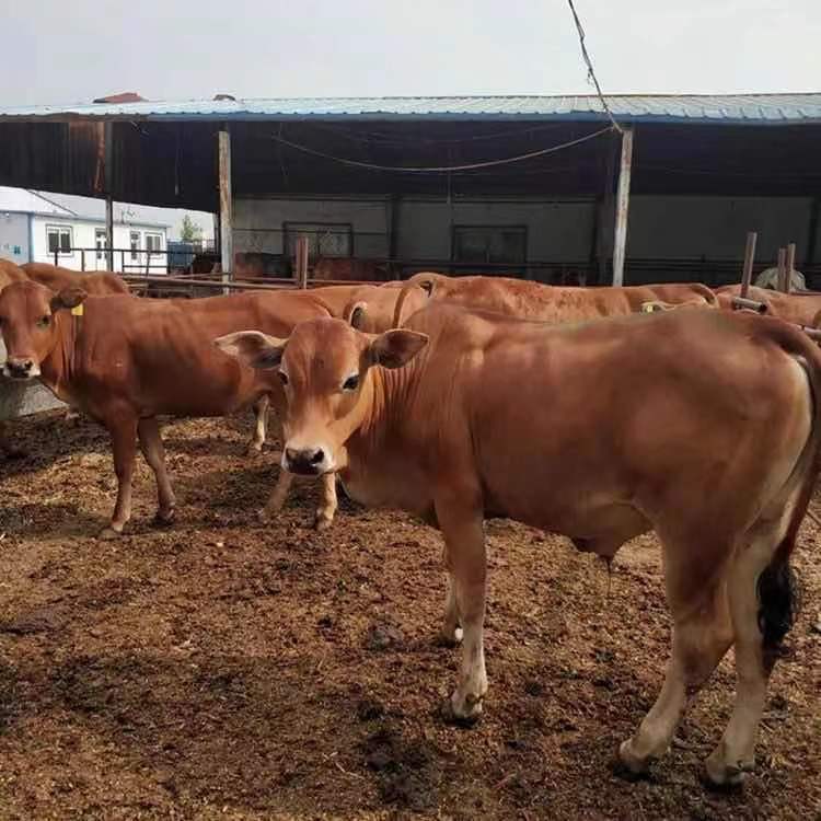 长期供应黄牛苗 肉牛犊 正规养殖场疫苗防疫齐全包伤亡