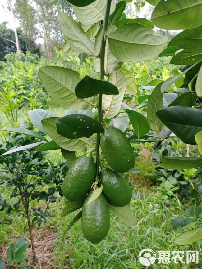 广西四季香水柠檬无籽子弹头香味浓郁皮薄多汁冷饮包邮