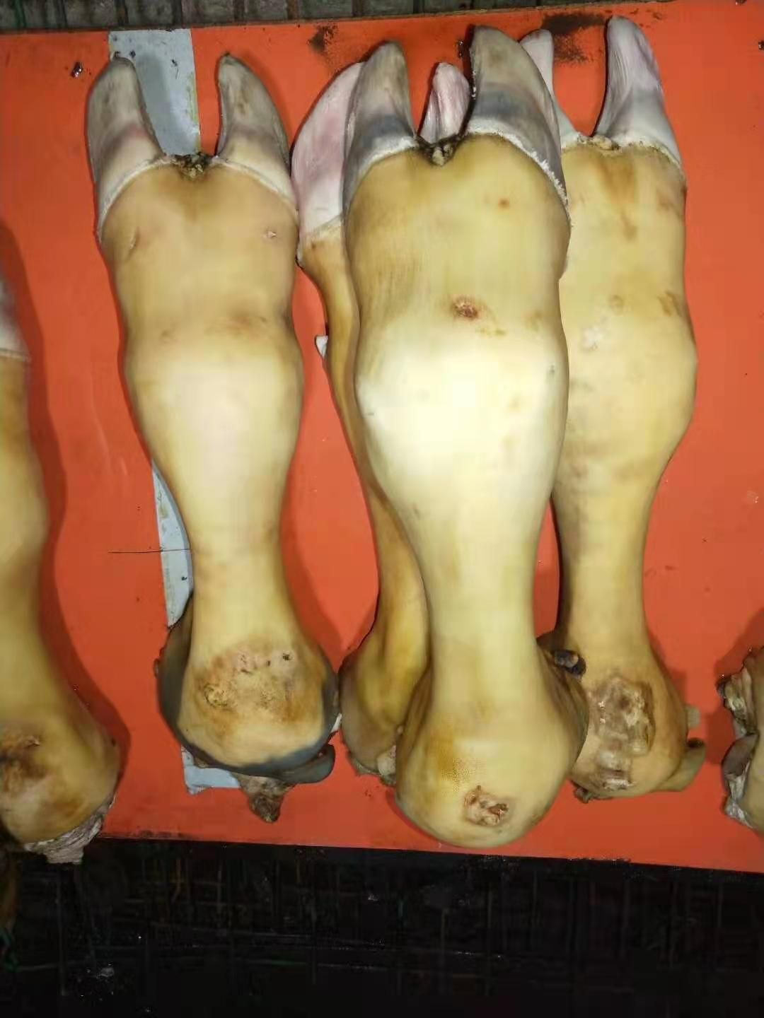 火烧毛牛蹄，一手货源，欢迎选购。