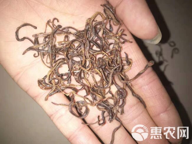 太平蚯蚓  优质蚯蚓干货，，饲料