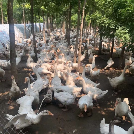 唐县白鹅 8-10斤 统货 全散养 