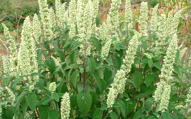 香薷 坝子茶云南特产纯凉茶餐馆特色菜农家采摘晒干