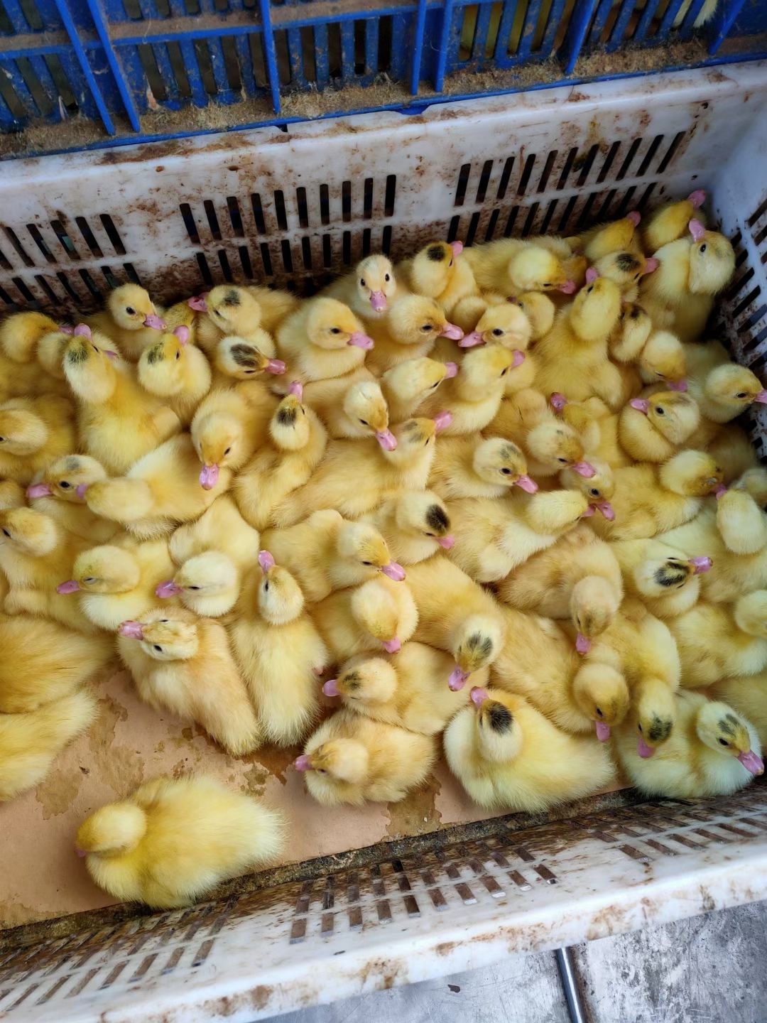 茂名电白供应大种白番鸭苗