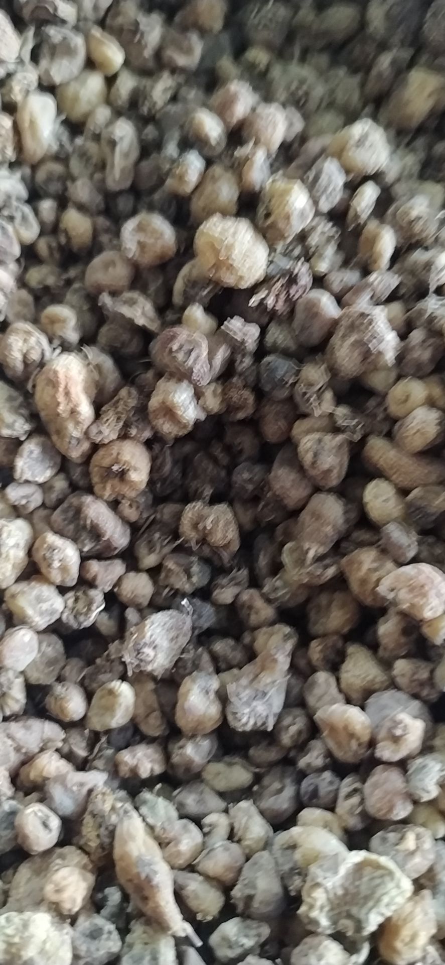 一手货源山慈菇