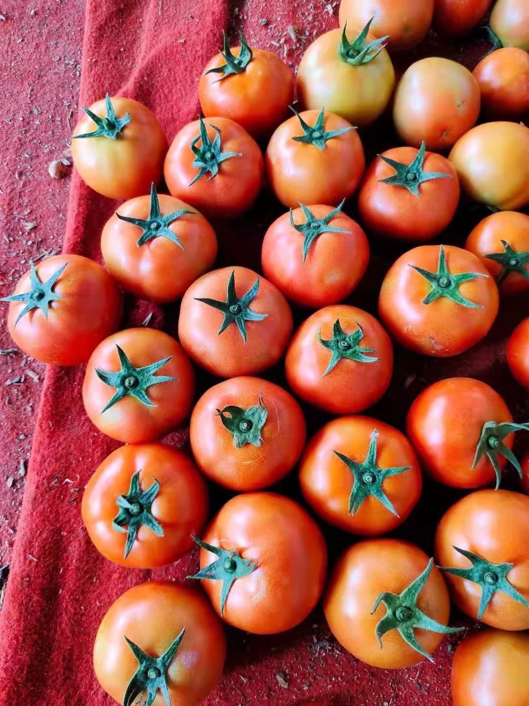 大红西红柿  西红柿