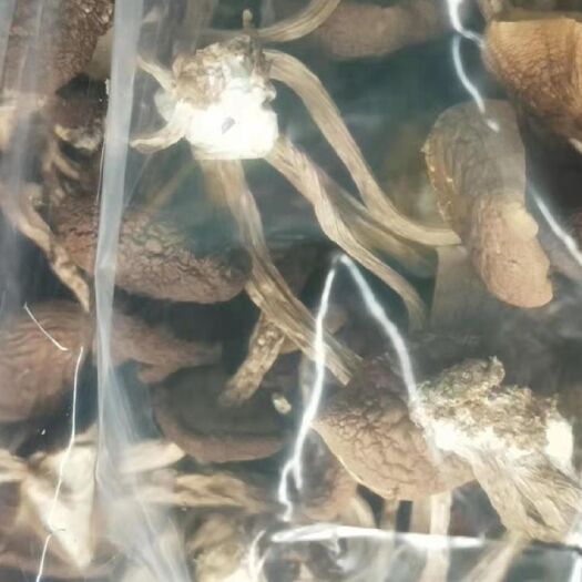 岑巩县 茶树菇   自家种的  干货