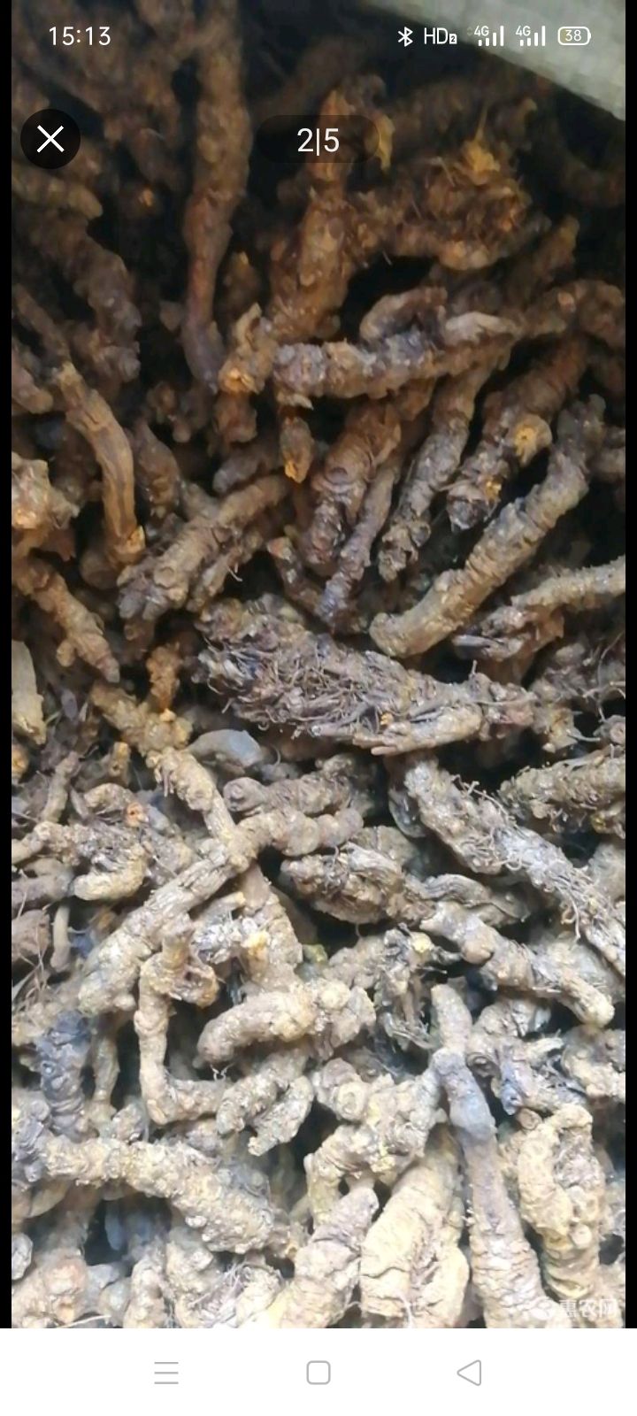  优质黄连出售