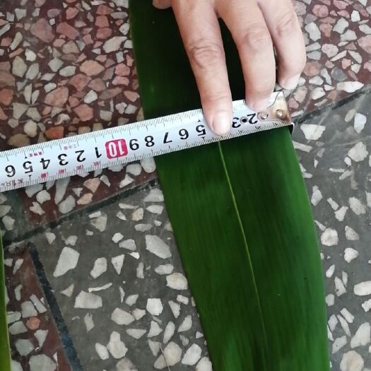 宁远县粽叶 