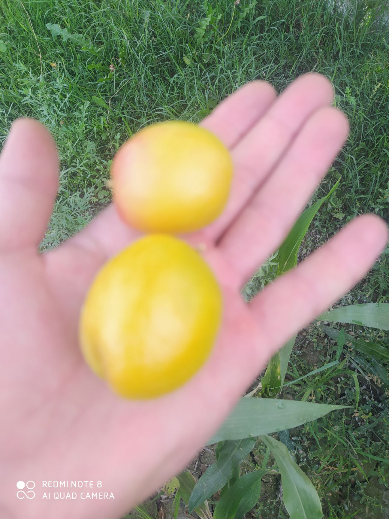 吊干杏  6斤空运包邮，新鲜的巴仁杏子，口感味道自然，各方面