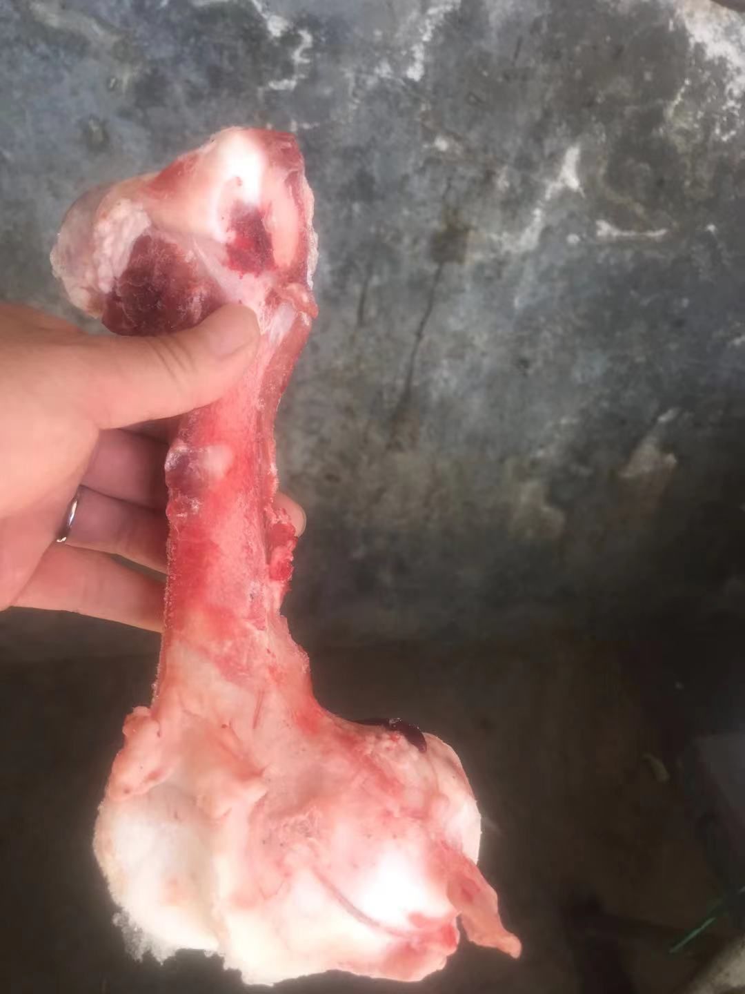 牛骨  厂家直销  乳牛棒骨，一手货源，欢迎选购。