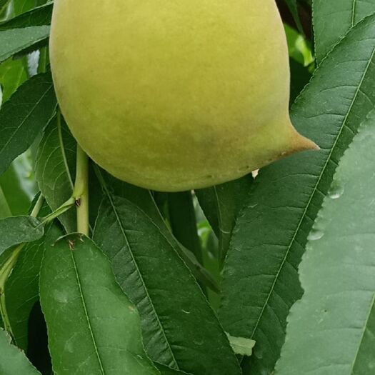 怀集县 鹰嘴蜜桃