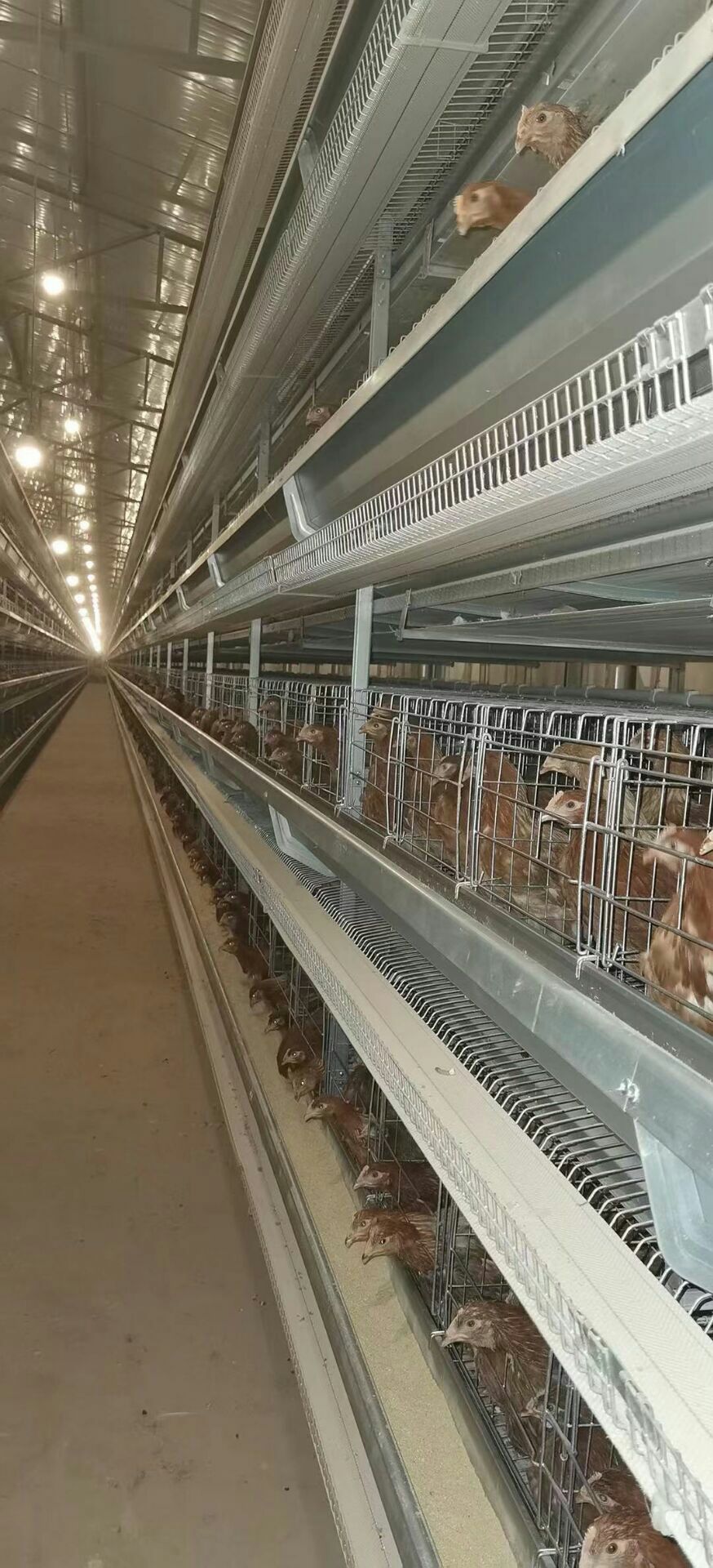  自动化养鸡笼网