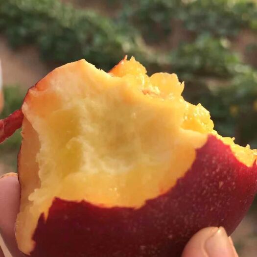 莒县126油桃 毛桃油桃价格便宜山地沙土甜度高