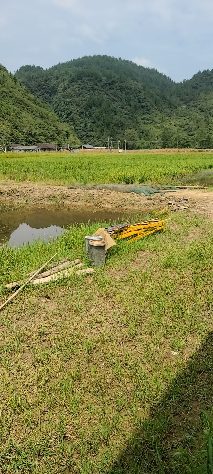 杂交稻  晚稻，虾稻田杂交水稻
