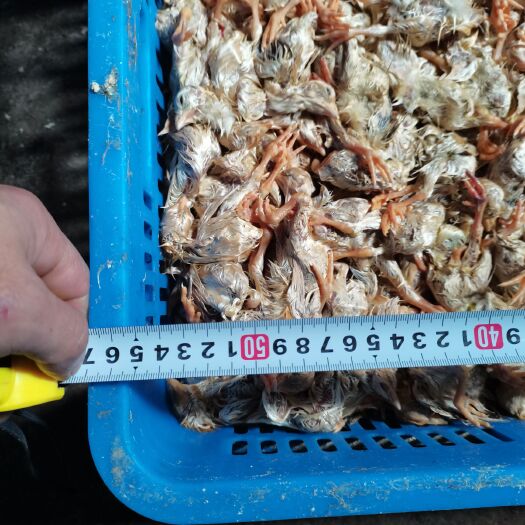 新兴县饲料鱼  冰冻毛鸡仔（动物饲料）适合喂狗.猫.魚虾等等