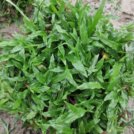 博罗县精品大叶油草嫩大叶草皮草块草卷现货批发自铲自销物美价廉！
