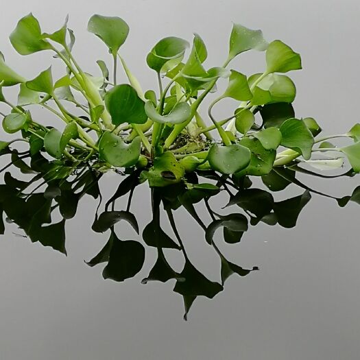 水葫芦 凤眼莲 凤眼蓝 鱼虾蟹 观赏与养殖专用植物量大可优惠