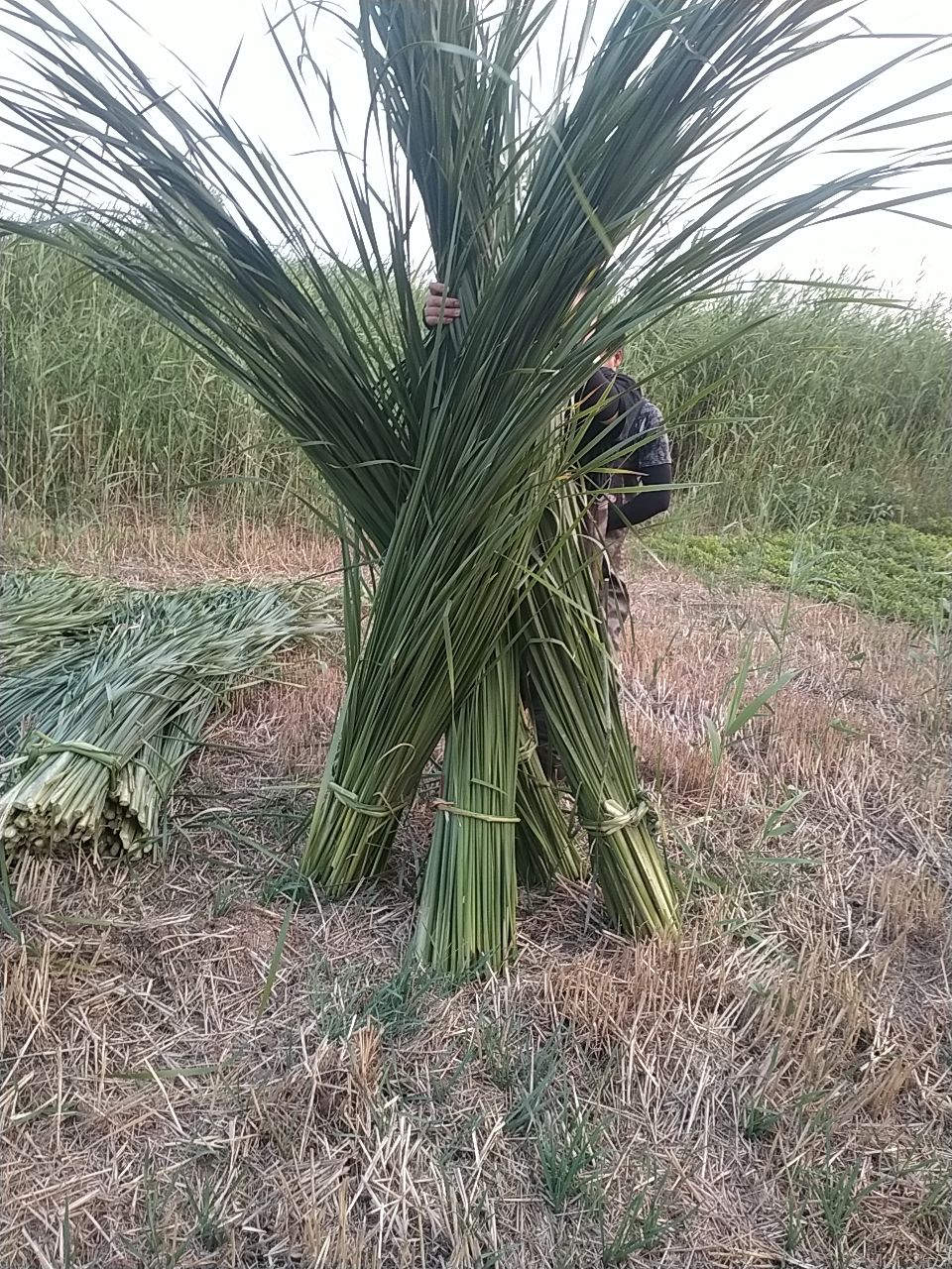 蒲黄 湿蒲草