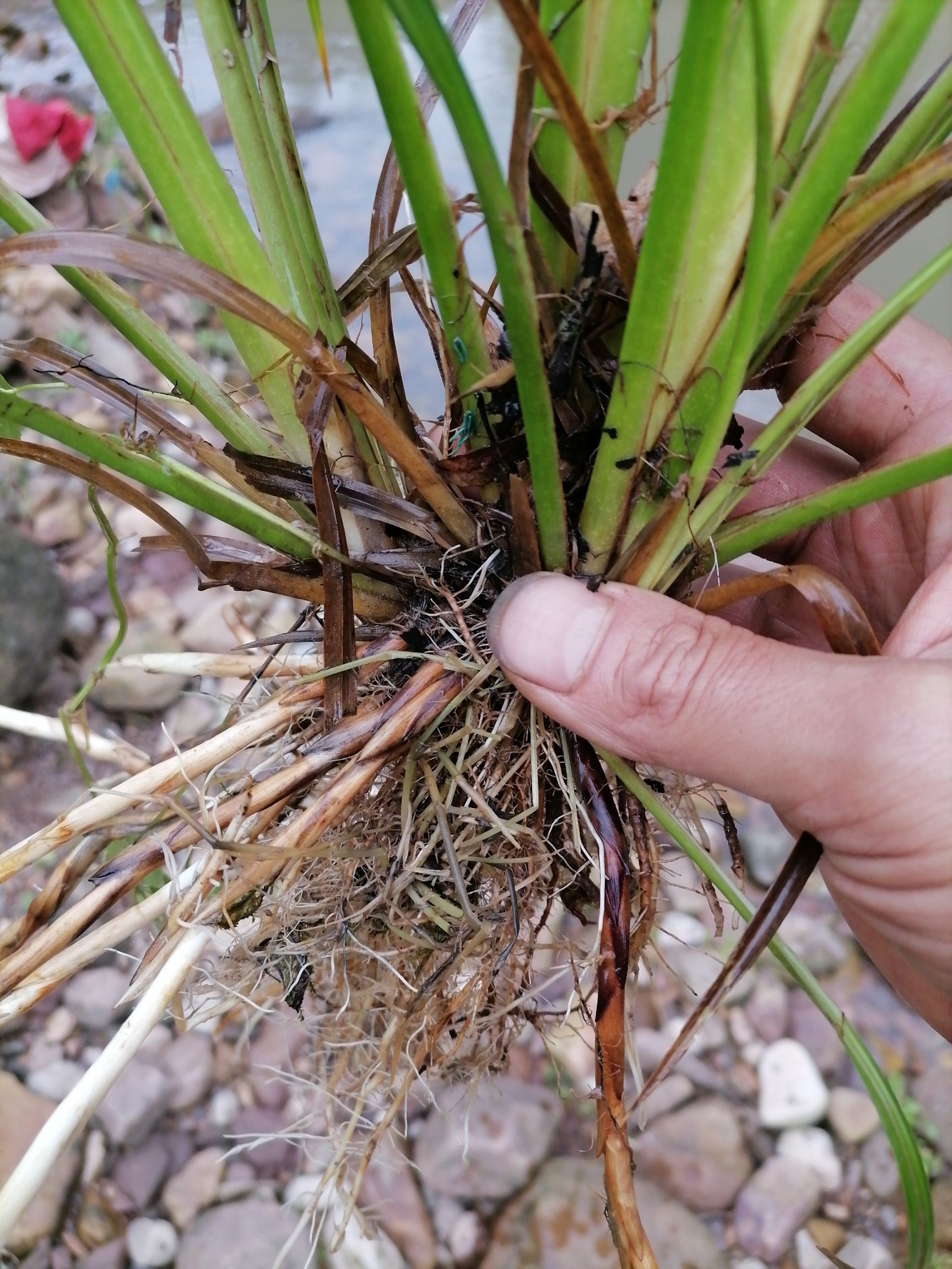 崂峪苔草，绿化用苗，工程用苗