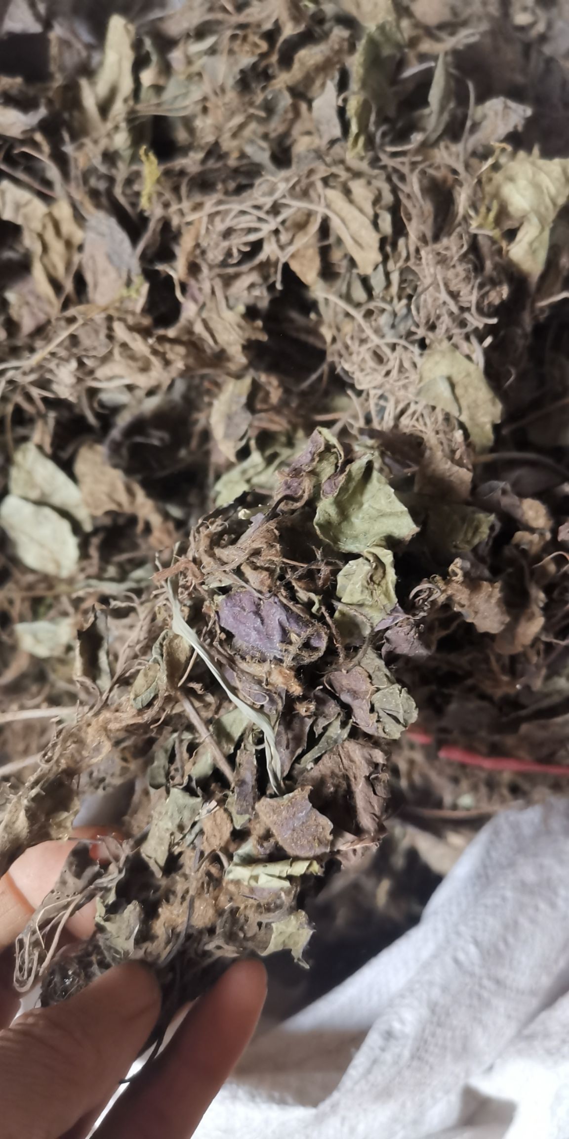 中药材 兔耳风杏香兔耳风新货  朝天一支香 500g包邮