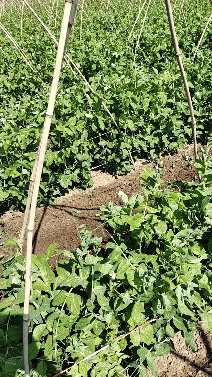 我们是荷兰豆种植基地，精品荷兰豆小夹豆