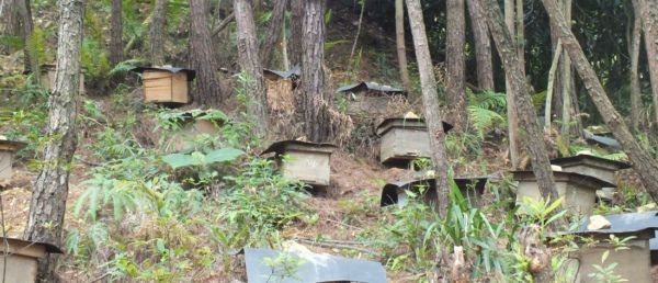 重庆市 农家自产土蜂蜜（百花蜜实用/药用价值）