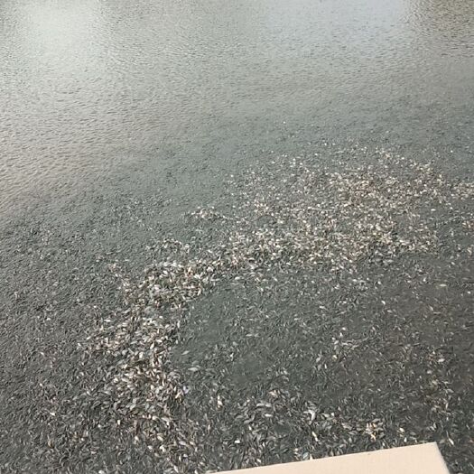商丘鲤鱼苗 50－20的鱼苗都有，要的联系