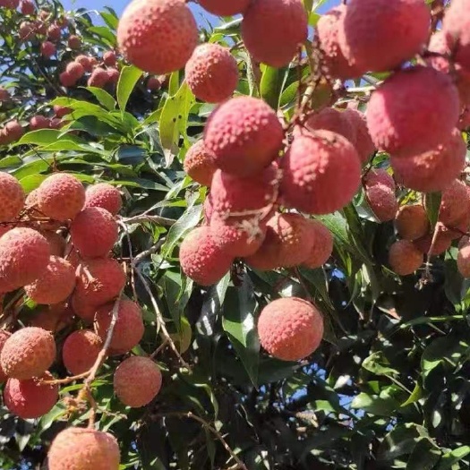 东山县福建黑叶荔枝，果型方正，大小均匀，有需要的抓紧联系我