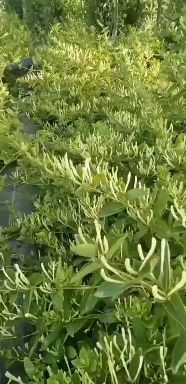 北花一号金银花苗  金银花苗子，北花一号，15天不开花，保证