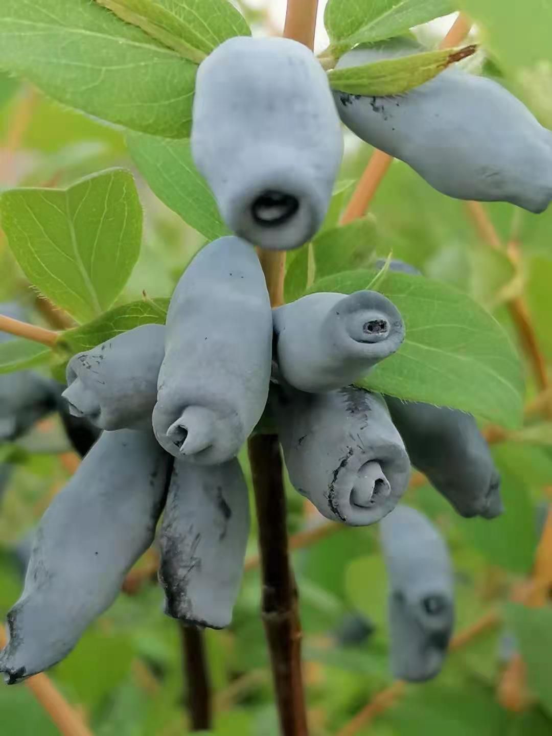 蓝靛果苗