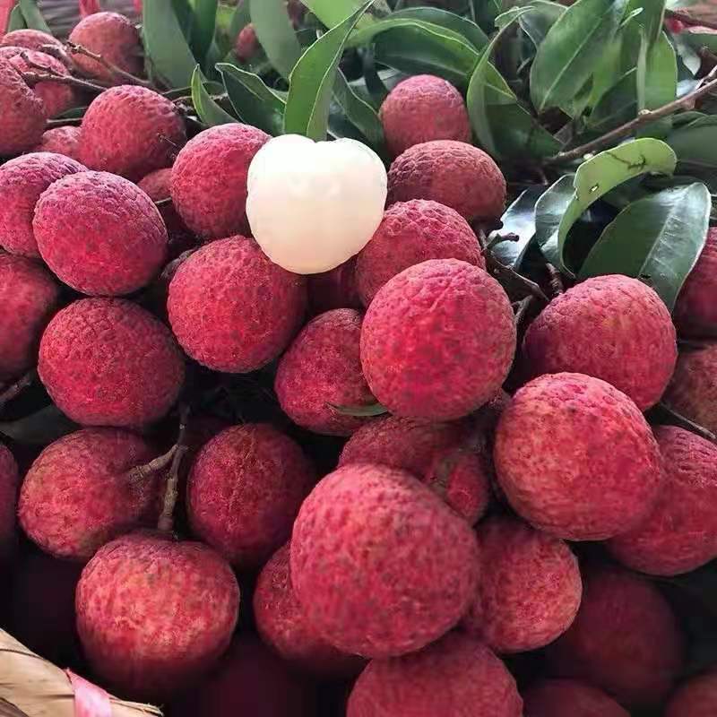 福建黑叶荔枝，果型方正，大小均匀，有需要的抓紧联系我