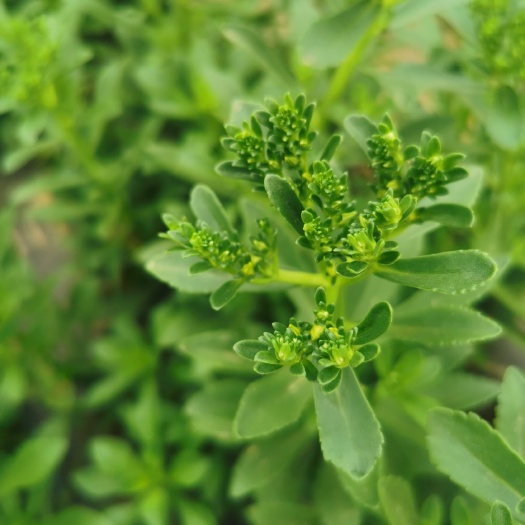 临沂救心菜