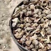 唐山海水螺 海螺苗