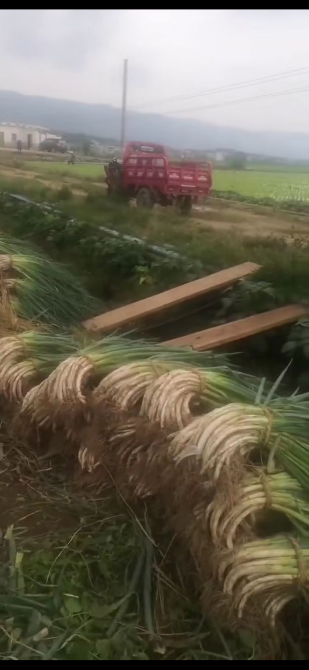 弯葱  两百亩大葱（晚抽）上市，   力邀实力大佬前来订购，量大从优