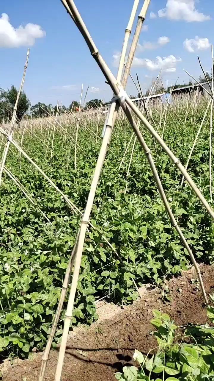我们是荷兰豆种植基地，精品荷兰豆小夹豆