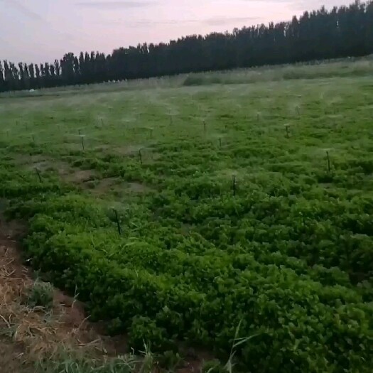 青铜峡市精品油菜香芹