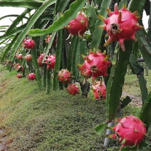 惠东县 红心火龙果