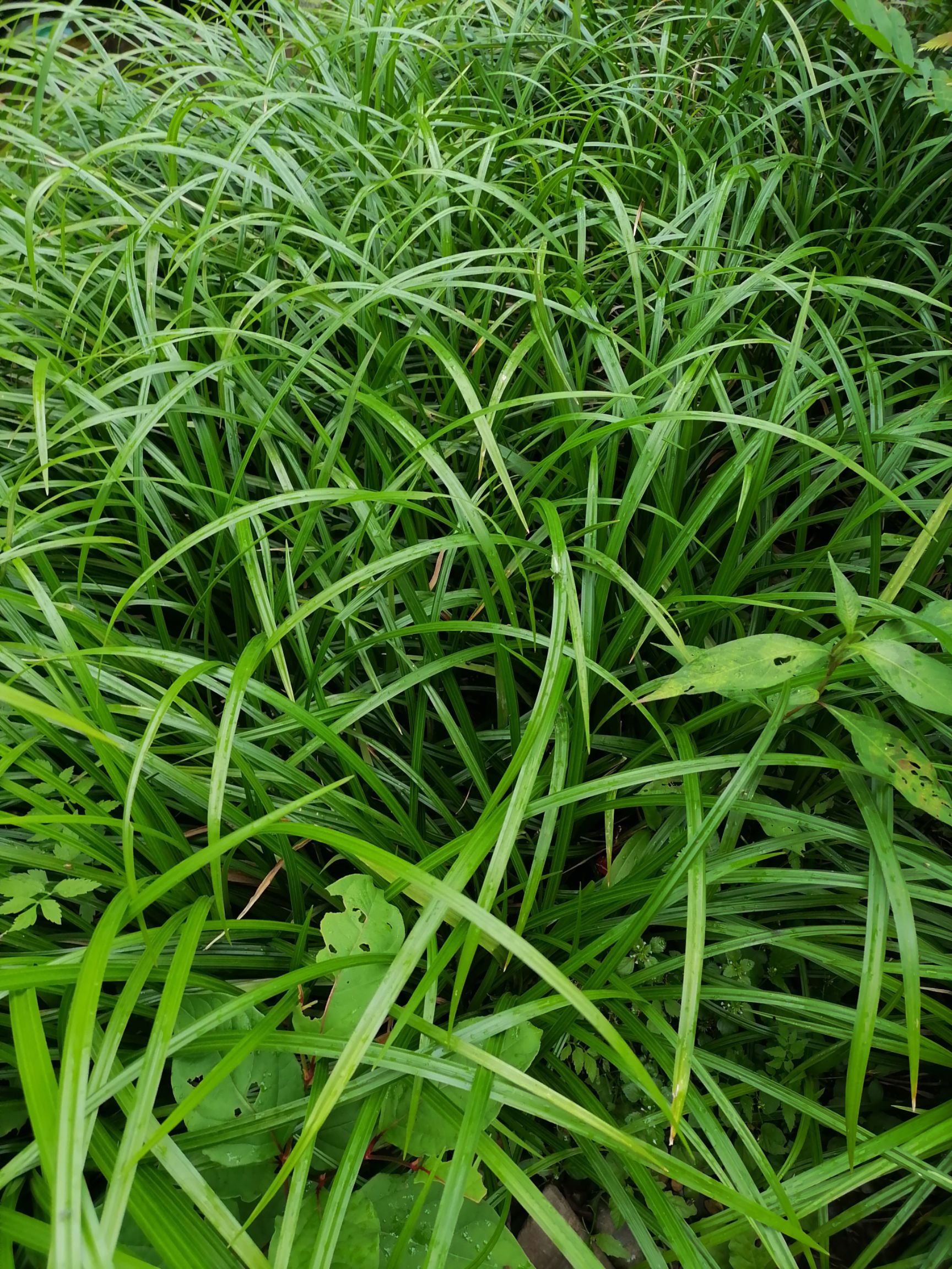 崂峪苔草，绿化用苗，工程用苗