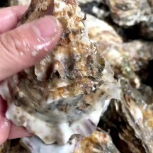 长海县三倍体生蚝，肥度8.5，口紧，型好，下单请提前