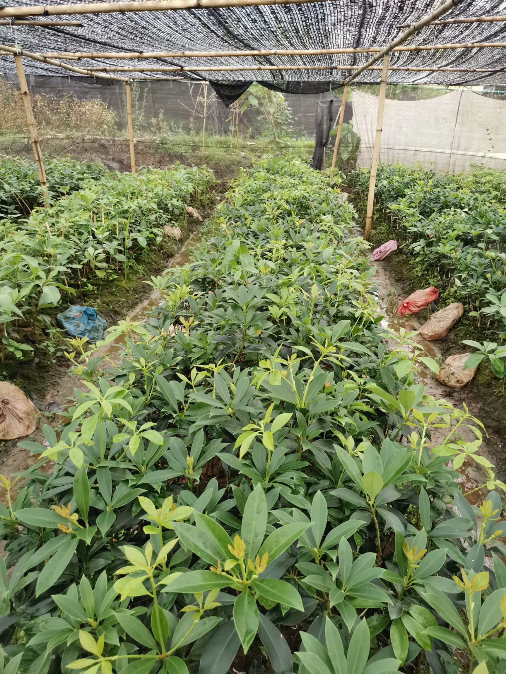 八角树  大红八角嫁接苗