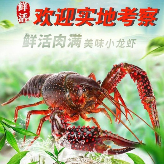 汉川市湖北小龙虾 青红虾 中青 中红 大青 大红 青炮产地直发