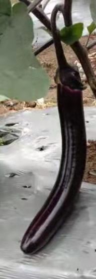 安顺紫长茄 茄子供应