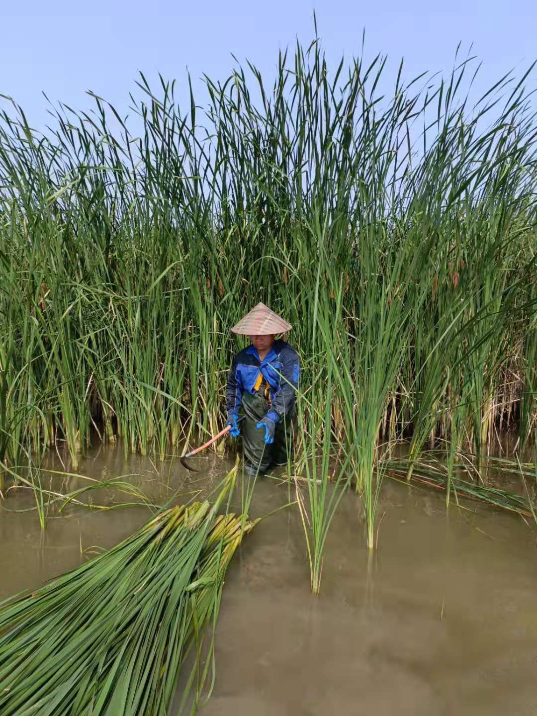 干蒲草 湿蒲草  蒲草绳  大量供应