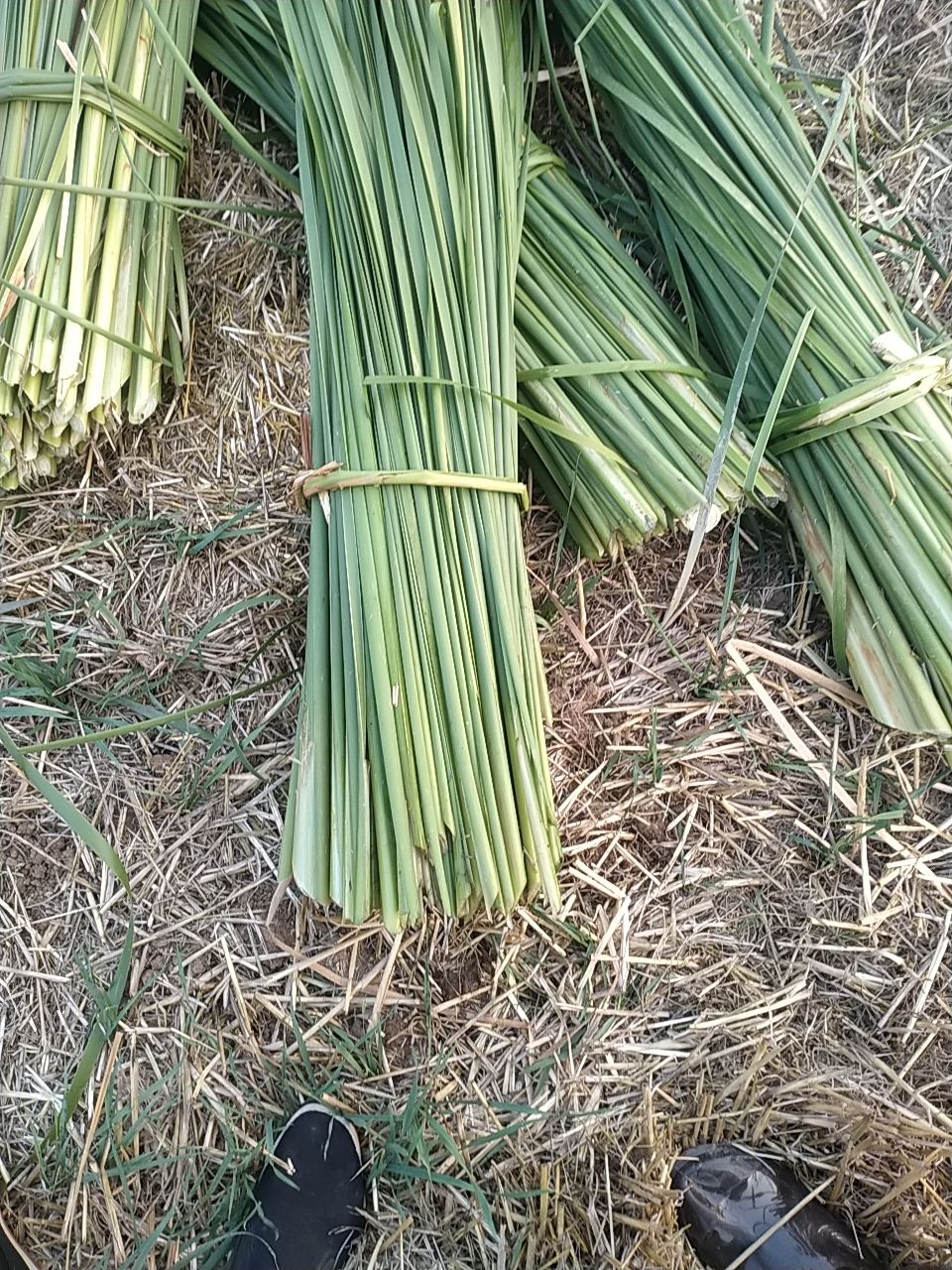 蒲黄 湿蒲草