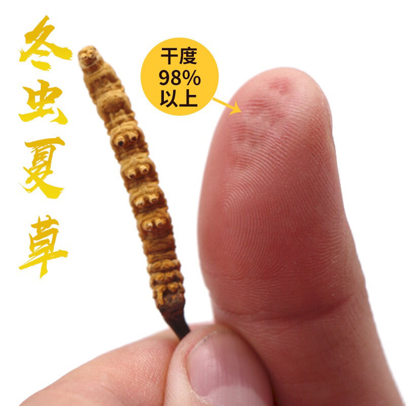 冬虫夏草  【整草特促】虫草头期虫草干虫草1克3根滋补养