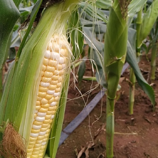 遂溪县华宝甜8号鲜食水果玉米
