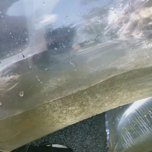 南宁加州鲈鱼苗  加州鲈鱼水花苗，场地直销，快大良种鱼苗无病无伤